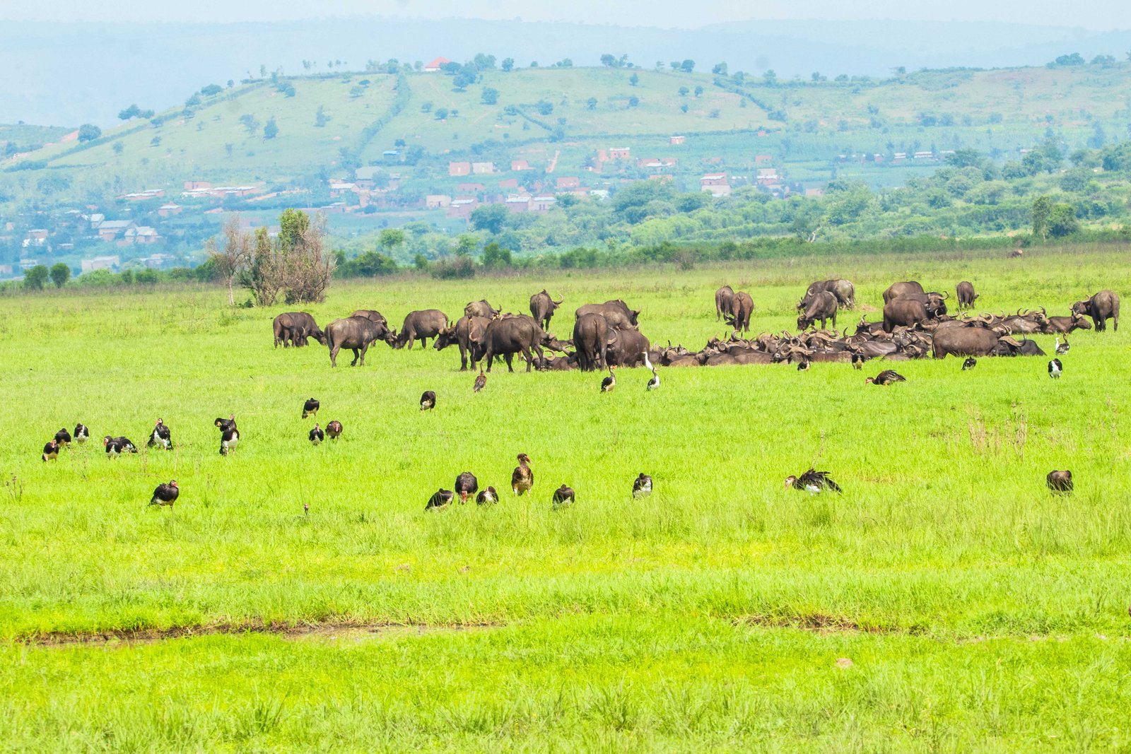 Mountain Gorillas in Virunga