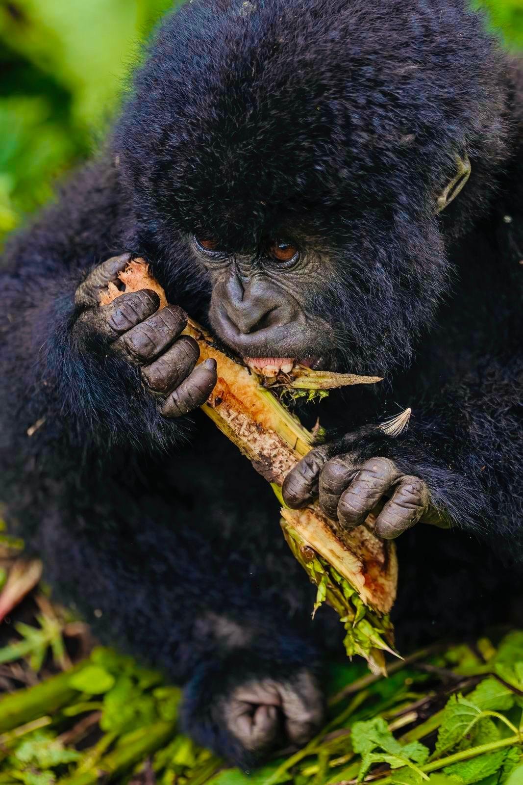 gorillas