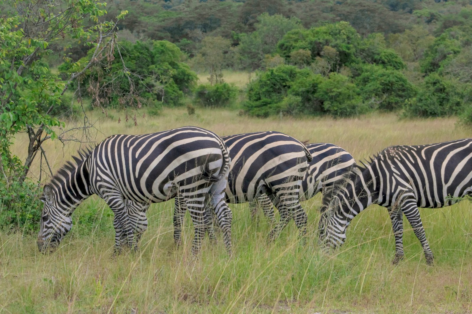 Akagera Wildlife and Culture Budget Safari – 3 Days from Kigali