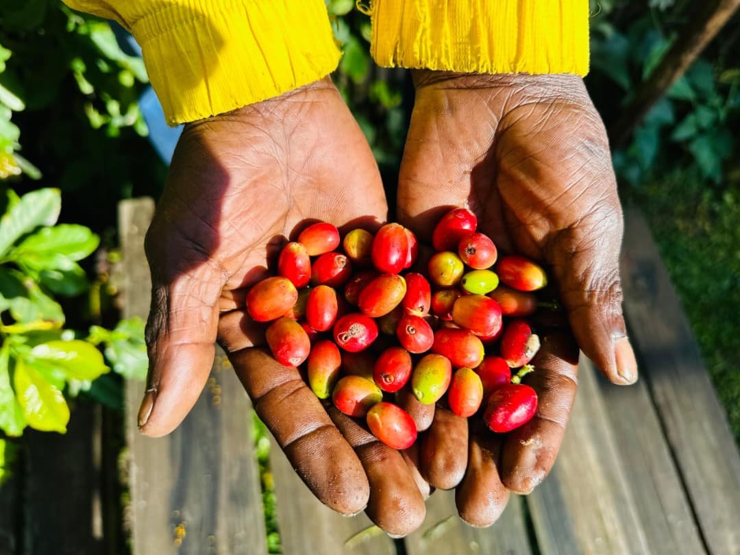 The Sacred Coffee Origin & Village Life Ritual