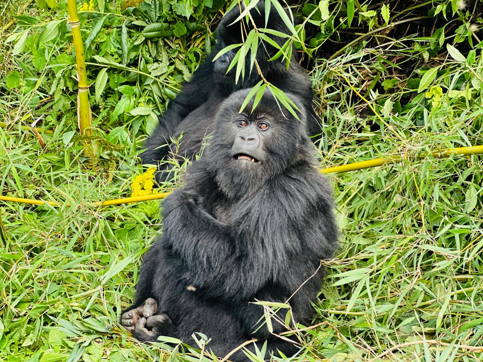 Virunga Primates Journey