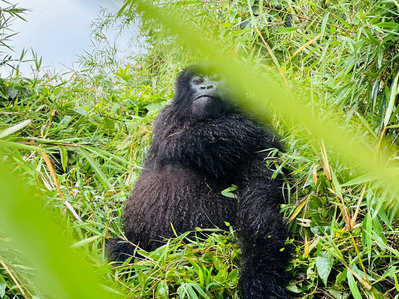 Gorillakid