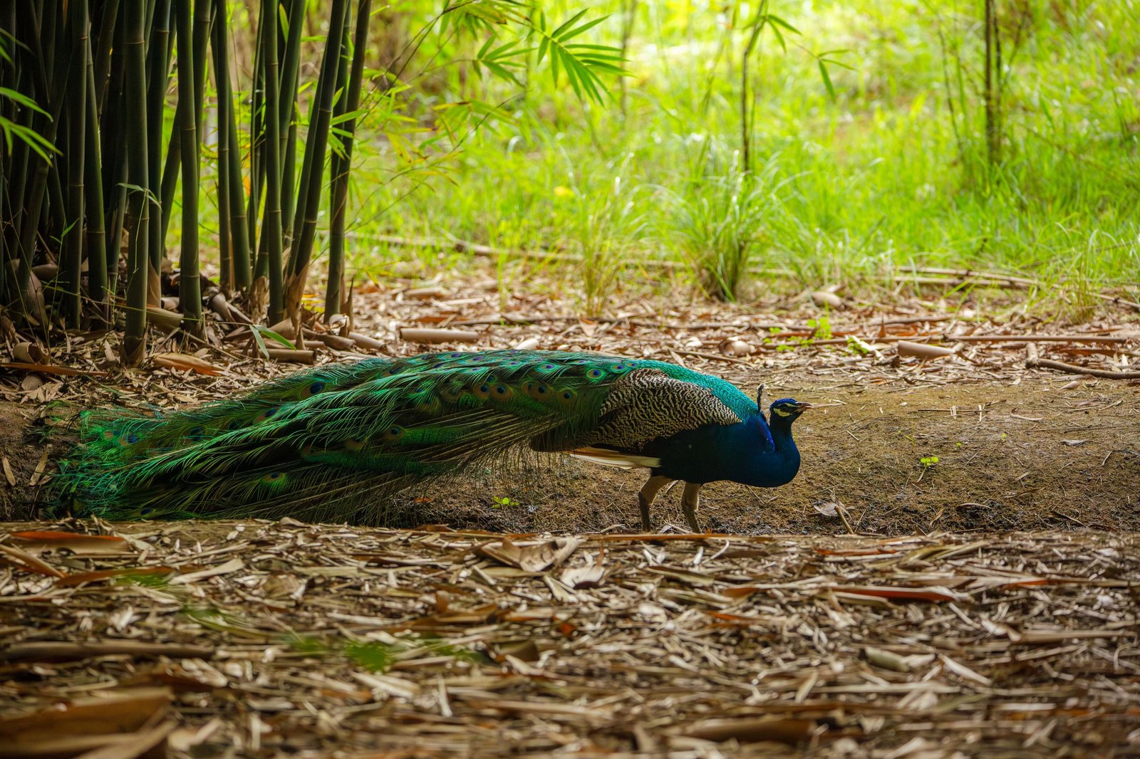Nyandungu Eco-Park