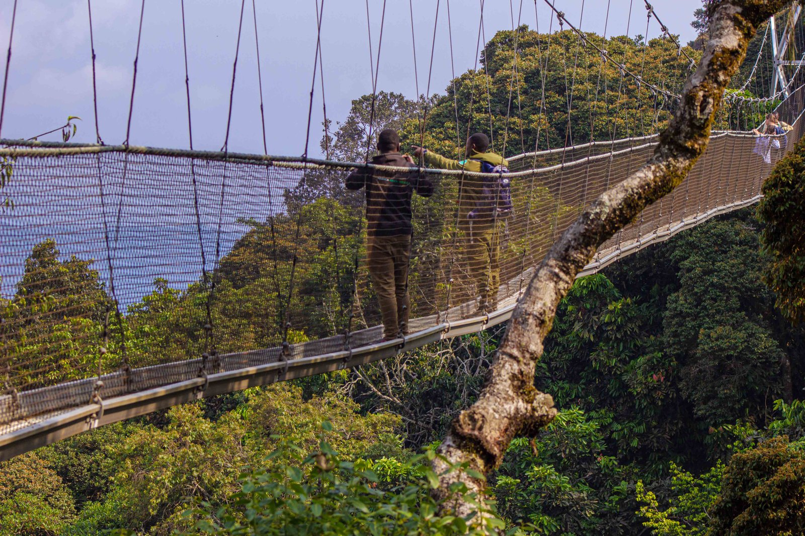Nyungwe Rainforest